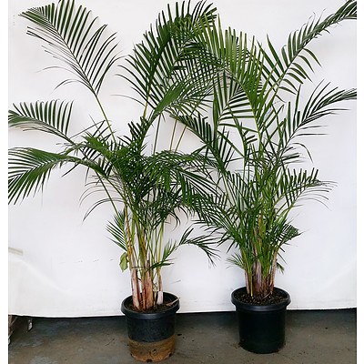Two Golden Cane Palm(Dypsis Lutescens) Indoor Plants