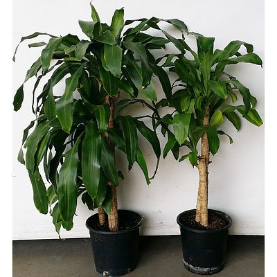 Two Striped Happy Plant(Dracenea Fragrants Massangeana) Indoor Plants
