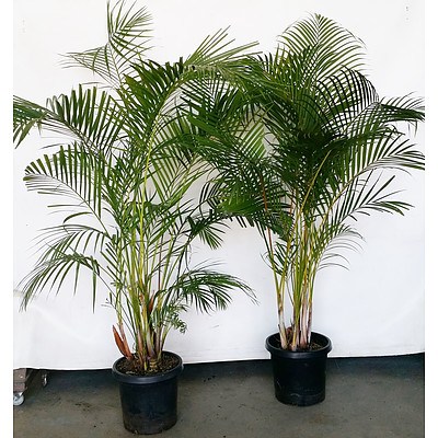 Two Golden Cane Palm(Dypsis Lutescens) Indoor Plants