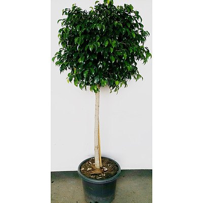 Ficus Topiary Standard Indoor Plant