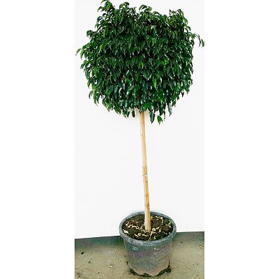 Ficus Topiary Standard Indoor Plant