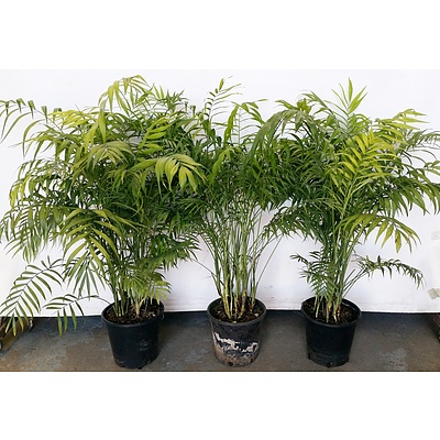 Three Parlor Palm(Chamaedorea Elegans) Indoor Plants