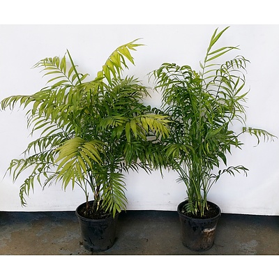 Two Parlor Palm(Chamaedorea Elegans) Indoor Plants