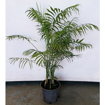 Parlor Palm(Chamaedorea Elegans) Indoor Plant