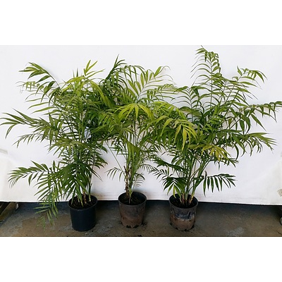 Three Parlor Palm(Chamaedorea Elegans) Indoor Plants