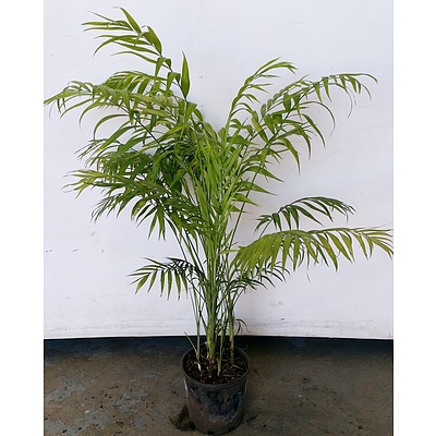 Parlor Palm(Chamaedorea Elegans) Indoor Plant