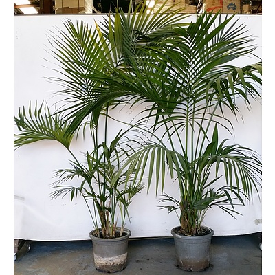 Two Kentia Palm(Howea Forsteriana) Indoor Plants