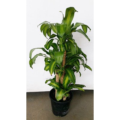 Striped Happy Plant(Dracenea Fragrants Massangeana) Indoor Plant