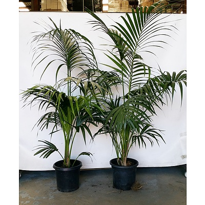 Two Kentia Palm(Howea Forsteriana) Indoor Plants
