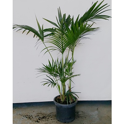 Kentia Palm(Howea Forsteriana) Indoor Plant
