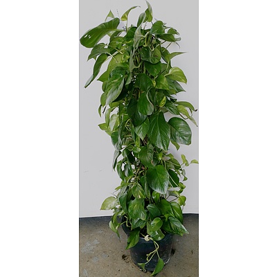 Devils Ivy(Epipremnum Aureum) Indoor Plant