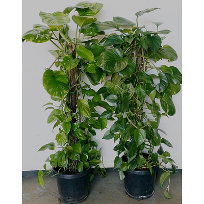 Two Devils Ivy(Epipremnum Aureum) Indoor Plants