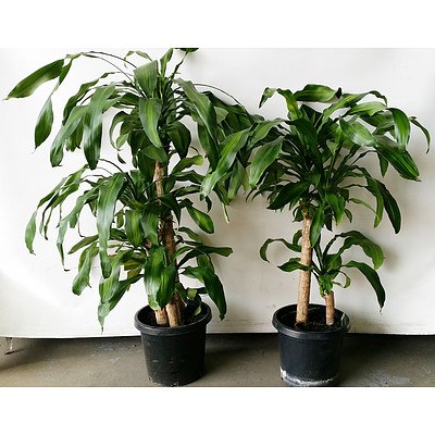 Two Striped Happy Plants(Dracenea Fragrants Massangeana) Indoor Plants