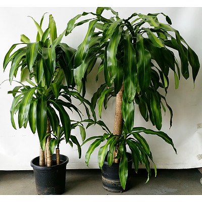 Two Striped Happy Plants(Dracenea Fragrants Massangeana) Indoor Plants