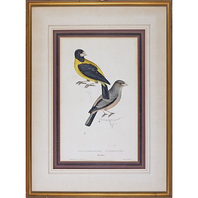 Elizabeth Gould (British 1804-1841) Coccothraustes Icteriodes, Hand Coloured Lithograph