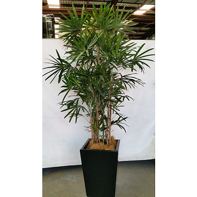 Advanced Rhapis Palm(Rhapis Excelsa) Indoor Plant With Fiberglass Planter Box