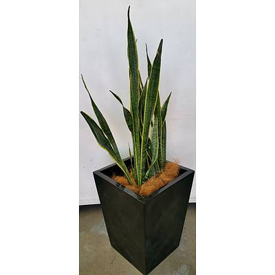 Mother In Law's Tongue(Sansavieria)Indoor Plant With Fiberglass Planter Box
