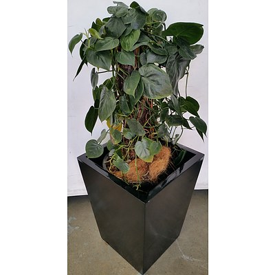 Devils Ivy(Epipremnum Aureum) Indoor Plant With Fiberglass Planter Box