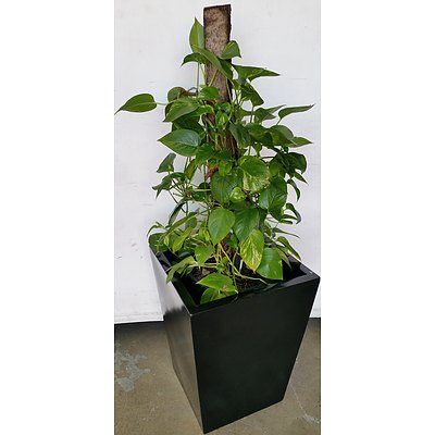 Devils Ivy(Epipremnum Aureum) Indoor Plant With Fiberglass Planter Box