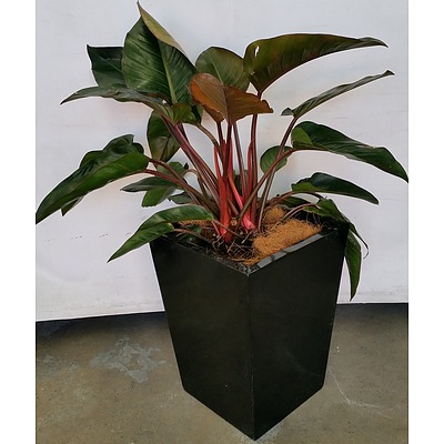 Philodendron 'Rojo Congo Indoor Plant  With Fiberglass Planter Box