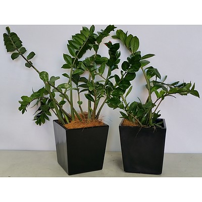 Two Zanzibar Gem(Zamioculus Zalmiofolia) Desk/Benchtop Indoor Plants With Fiberglass Planter Box