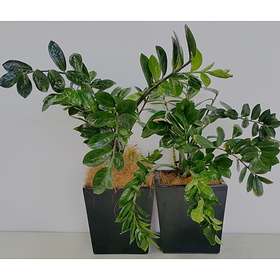 Two Zanizbar Gem(Zamioculus Zalmiofolia) Desk/Benchtop Indoor Plants With Fiberglass Planter Box