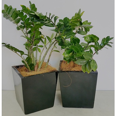 Two Zanzibar Gem(Zamioculus Zalmiofolia) Desk/Benchtop Indoor Plants With Fiberglass Planter Box