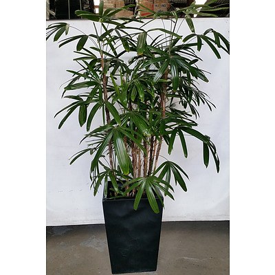 Adavanced Rhapis Palm(Rhapis Excelsa) Indoor Plant With Fiberglass Planter Box