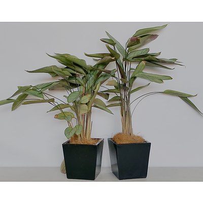 Two Peacock Plants( Calathea Marantaceae) Desk/Benchtop Indoor Plants With Fiberglass Planter Boxes