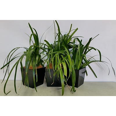 Three Walking Iris(Neomarica Gracilis) Desk/Benchtop Indoor Plants With Fiberglass Planter Boxes