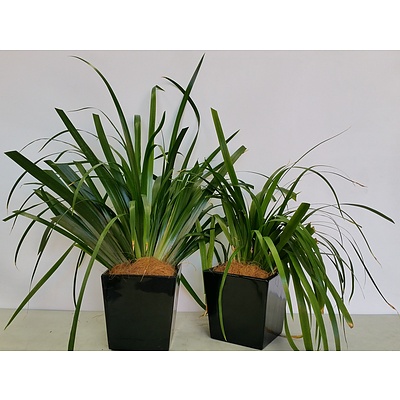 Two Walking Iris(Neomarica Gracilis) Desk/Benchtop Indoor Plants With Fiberglass Planter Boxes