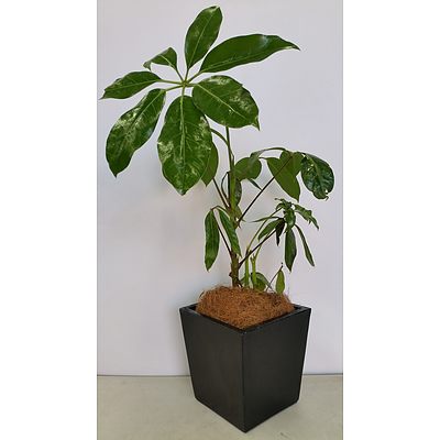 Umbrella Tree(Schefflera/Heptapleurum) Desk/Benchtop Indoor Plant With Fiberglass Planter Box
