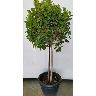 Advanced 170cm Emerald Standard Ficus(Ficus Hillii) in 40cm Decorative Cotta Plastic Pot