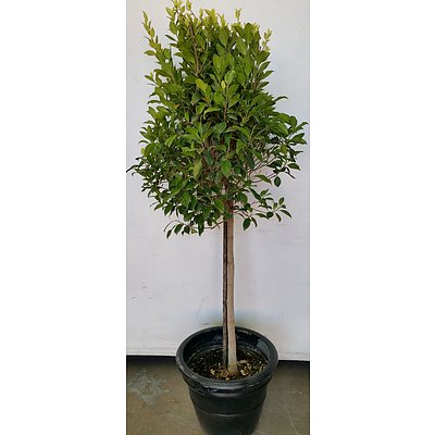 Advanced 175cm Emerald Standard Ficus(Ficus Hillii) in 40cm Decorative Cotta Plastic Pot
