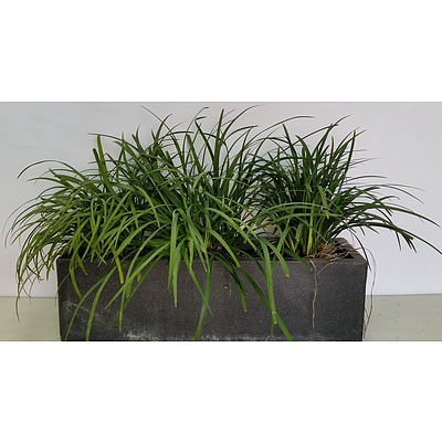 Lily Turf(Liriope Muscari) Outdoor Plant With 75cm Trough
