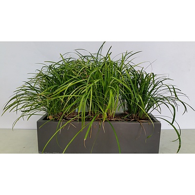 Lily Turf(Liriope Muscari) Outdoor Plant With 75cm Trough