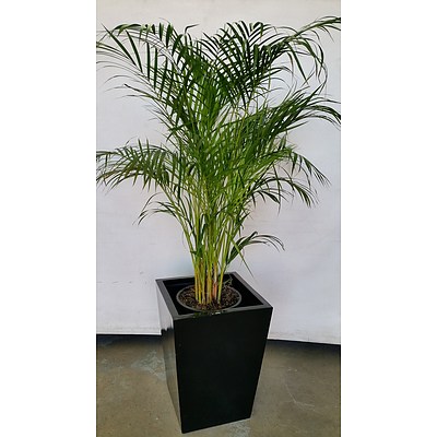 Golden Cane Palm(Dypsis Lutescens) Indoor Plant With Fiberglass Planter Box
