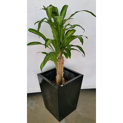 Striped Happy Plant(Dracenea Fragrants Massangeana) Indoor Plant With Fiberglass Planter Box