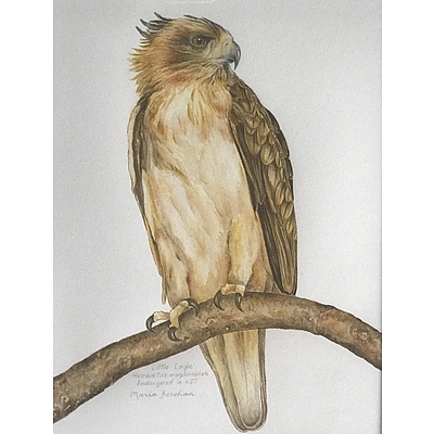 Painting: "Little Eagle, Heiraaetus Morphnoides, endangered in the ACT"  by Maria Boreham