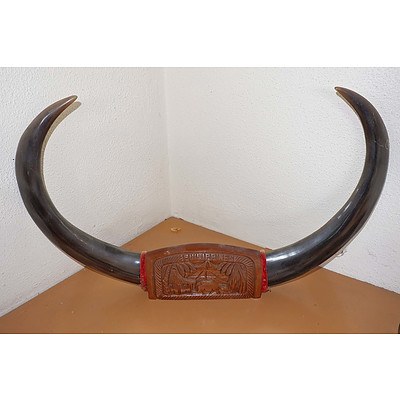 Pair of Buffalo Horns, Ex Philippines