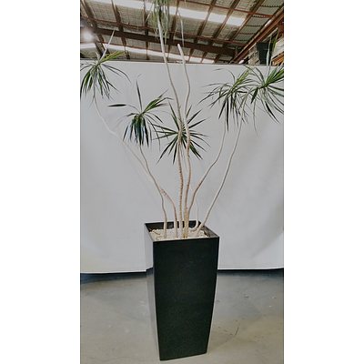 Dragon Tree(Dracaena Draco) Indoor Plant With Fibre Glass Planter Box