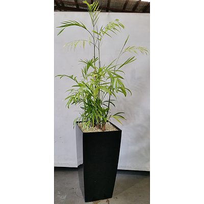 Bamboo Palm(Chamaedorea Seifrizii) Indoor Plant With Fibre Glass Planter Box