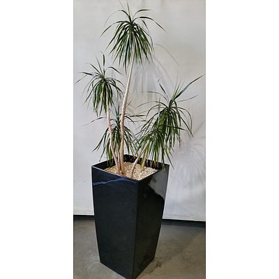 Dragon Tree(Dracaena Draco) Indoor Plant With Fibre Glass Planter Box