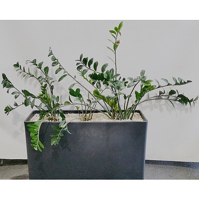 Three Zanzibar Gem(Zamioculus Zalmiofolia)Indoor Plants With Planter Box