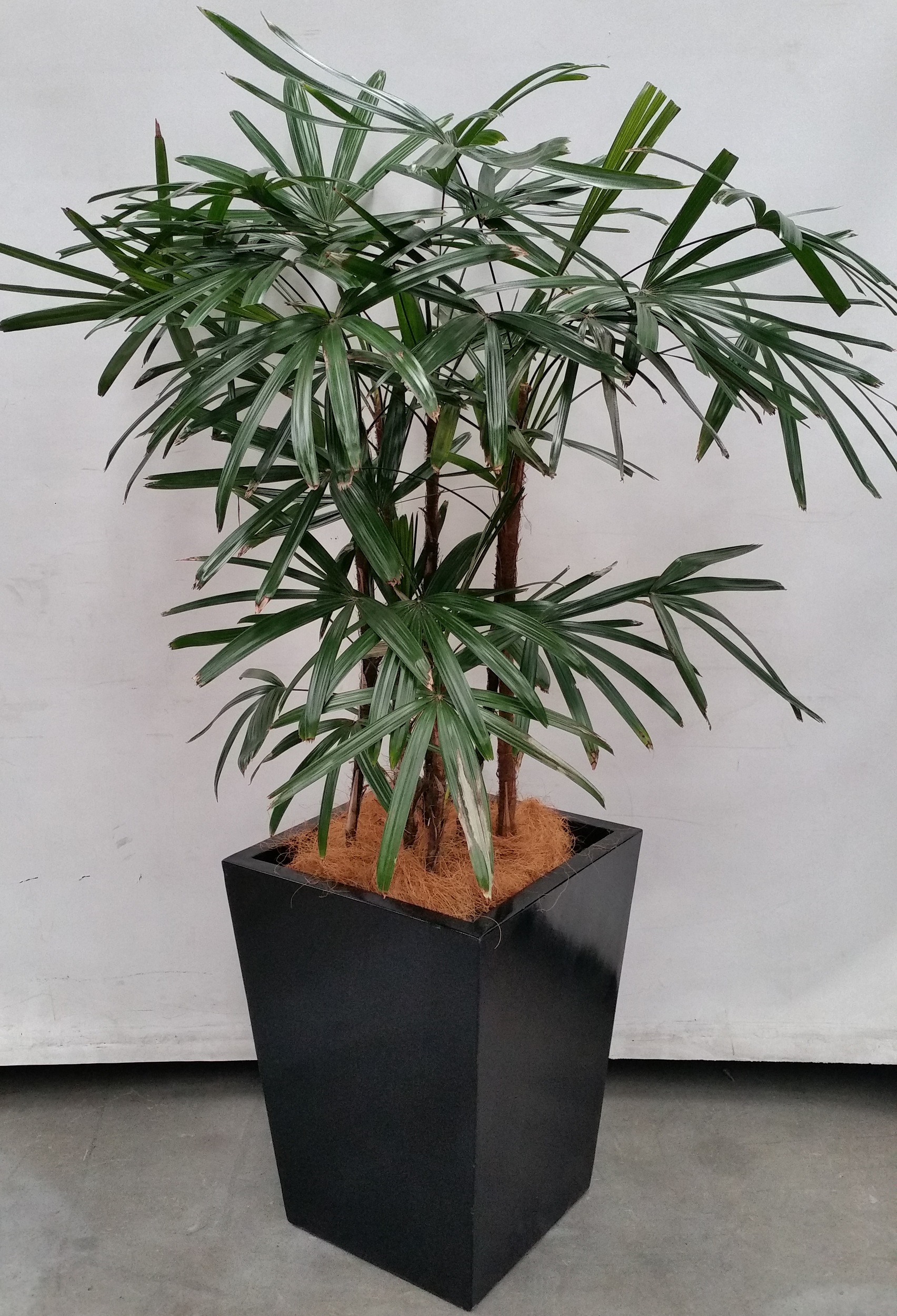 Rhapis Palm(Rhapis Excelsa) Indoor - Lot 1122013 | ALLBIDS