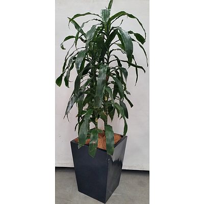 Janet Craig(Dracaena Deremensis) Indoor Plant With Fibre Glass Planter Box