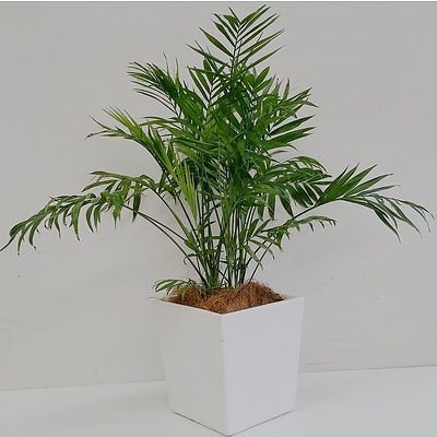 Parlor Palm(Chamaedorea Elegans)Desk/Bench Top Indoor Plant With Fiberglass Planter Box