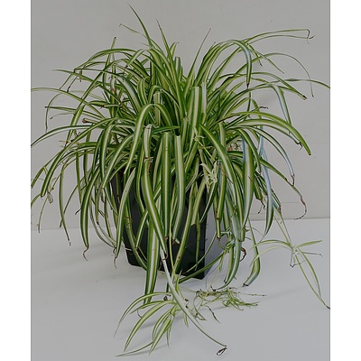 Spider Plant(Chlorophytum Comosum) Desk/Bench Top Indoor Plant With Fiberglass Planter Box