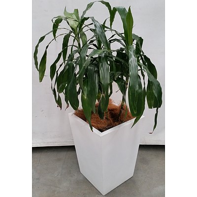 Janet Craig(Dracaena Deremensis) Indoor Plant With Fibre Glass Planter Box