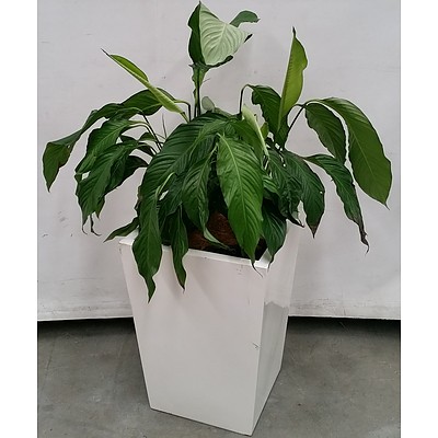 Madonna Lily(Spathiphylum) Indoor Plant with Fiberglass Planter Box